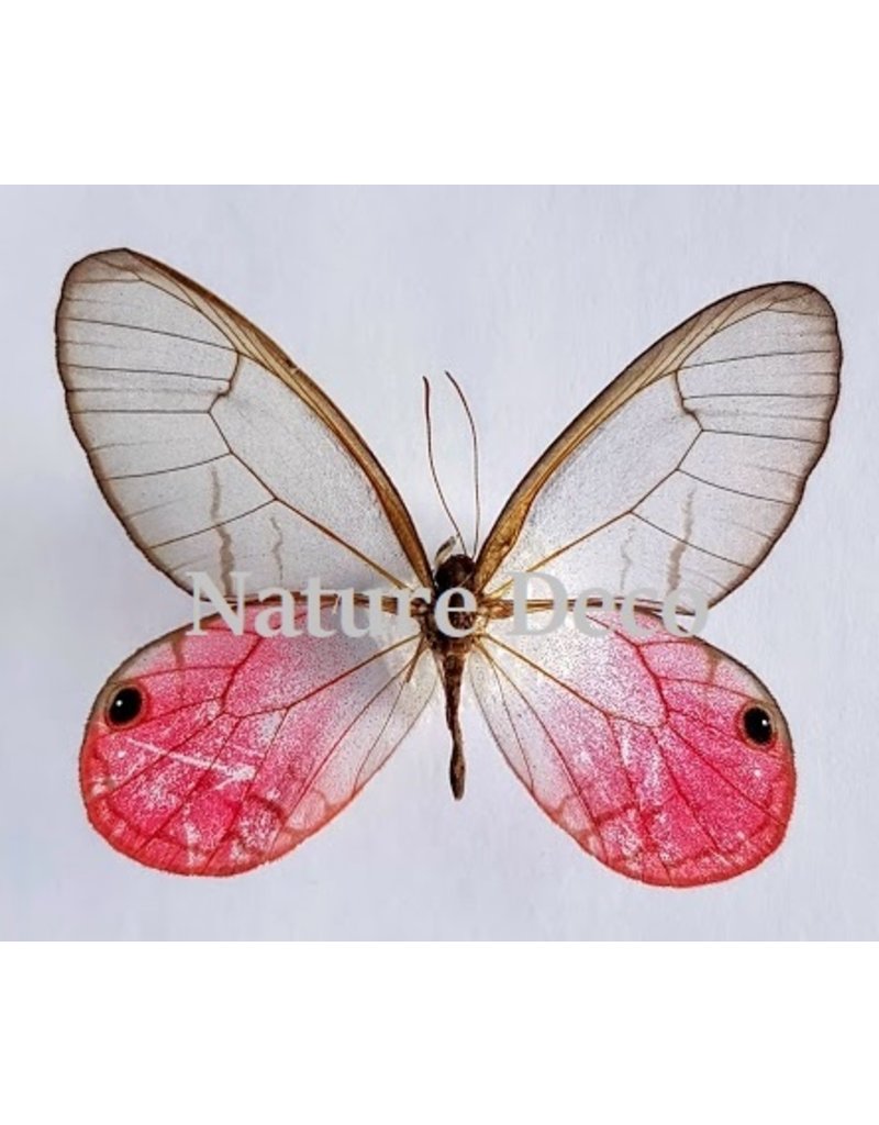 . Unmounted Cithaeria Aurorina