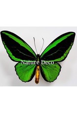 . Unmounted Ornithoptera Priamus Poseidon (male)