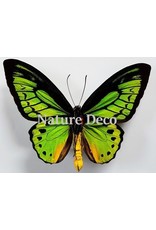 . Unmounted Ornithoptera Priamus Poseidon (male)