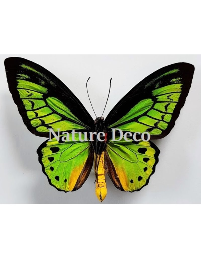 . Ongeprepareerde Ornithoptera Priamus Poseidon (man)