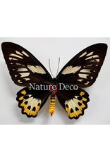 . Unmounted Ornithoptera Priamus Poseidon (female)