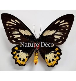 . Unmounted Ornithoptera Priamus Poseidon female