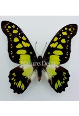 . Ongeprepareerde Graphium Tyndareus