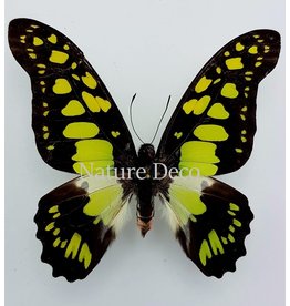 . Ongeprepareerde Graphium Tyndareus