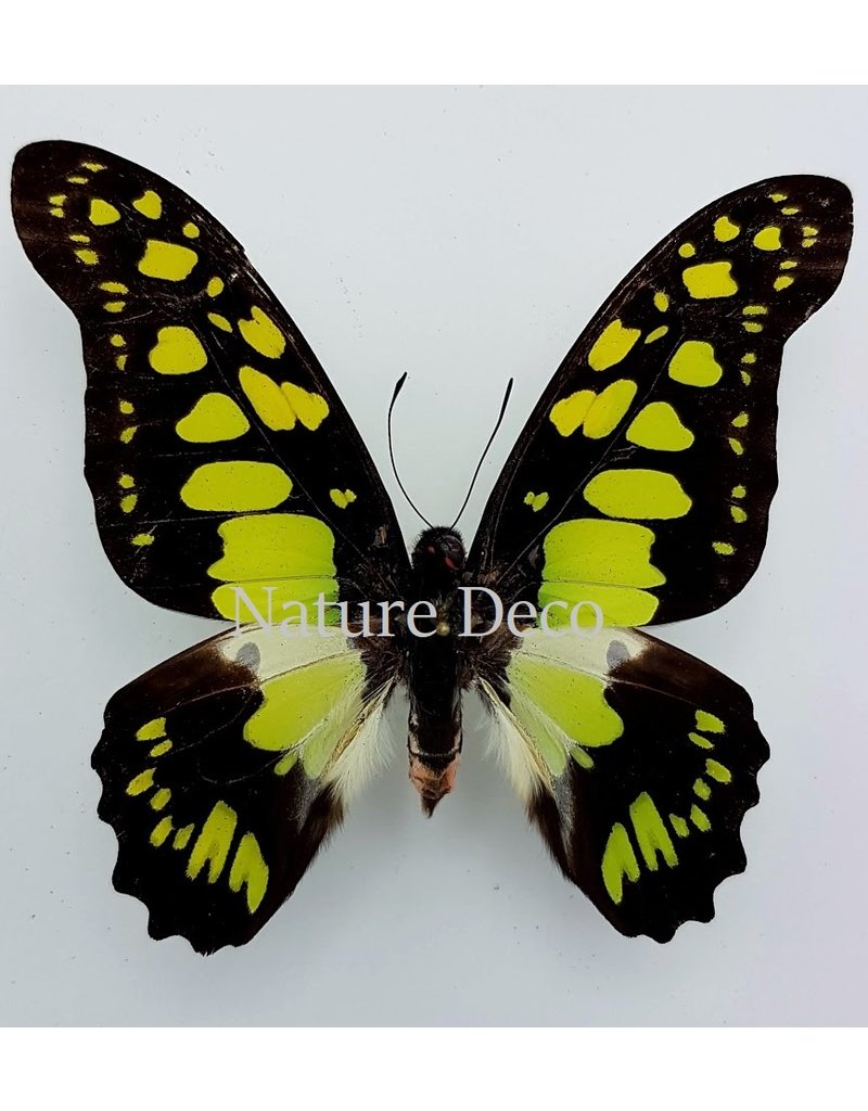 . Unmounted Graphium Tyndareus