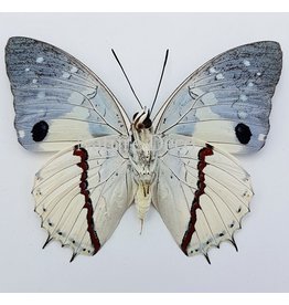 . Ongeprepareerde Charaxes Hadrianus