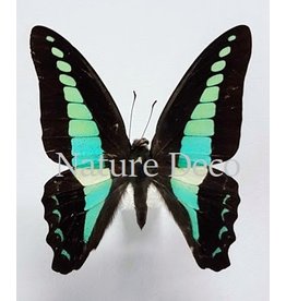 . Ongeprepareerde Graphium Sarpedon