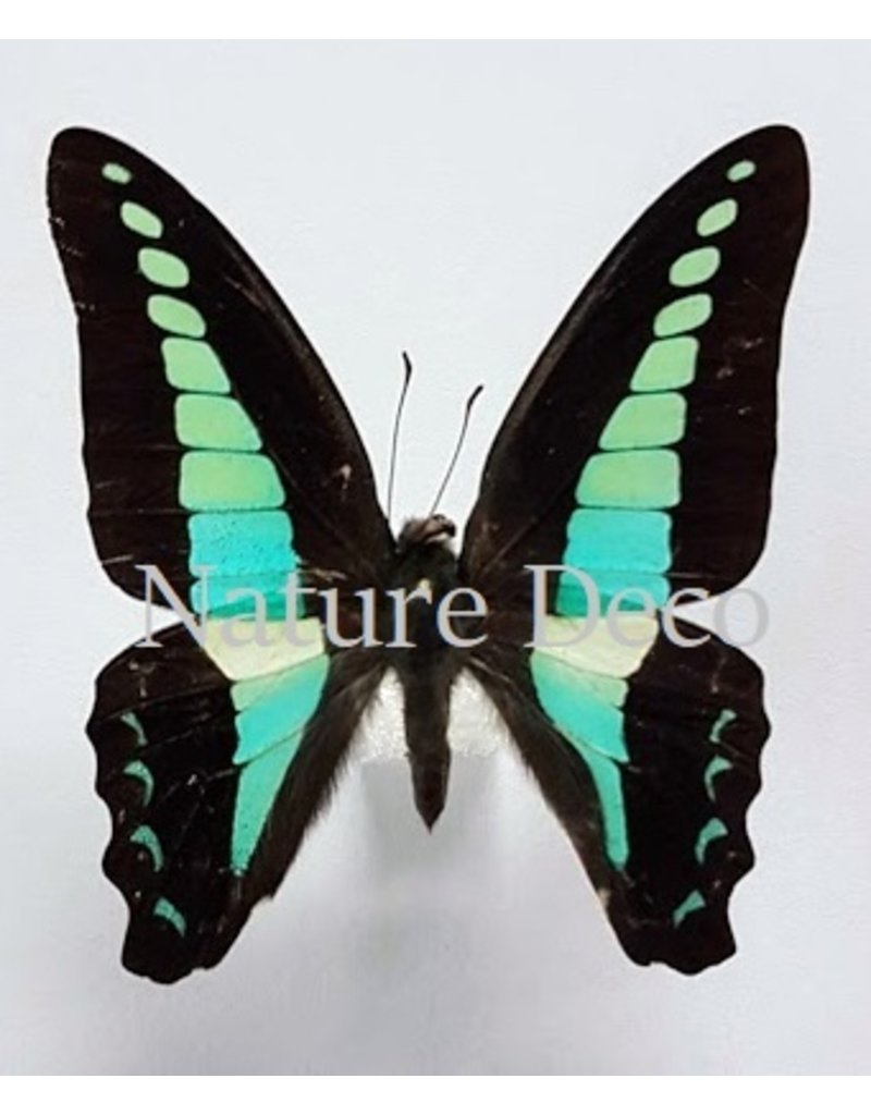 . Unmounted Graphium Sarpedon