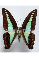 . Unmounted Graphium Sarpedon