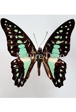 . Unmounted Graphium Doson