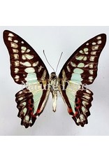 . Unmounted Graphium Doson