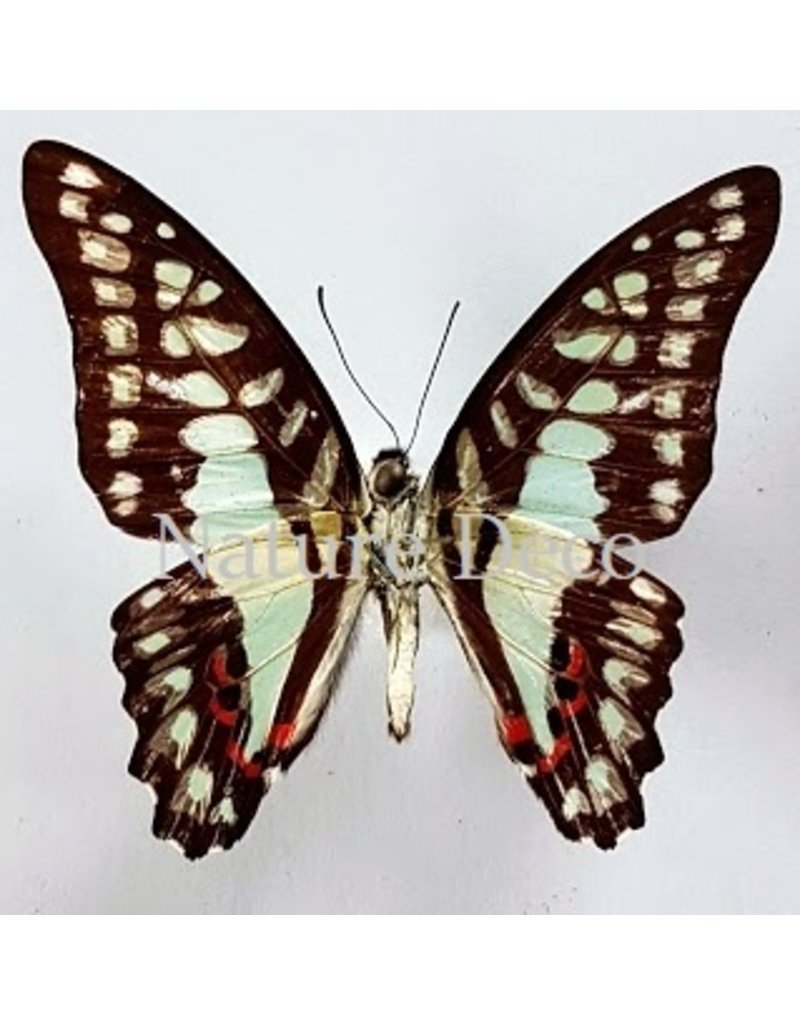 . Unmounted Graphium Doson