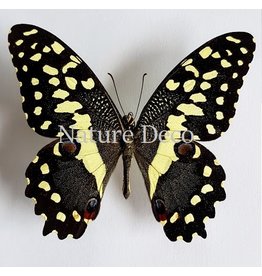 . Ongeprepareerde Papilio Demodocus