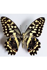 . Unmounted Papilio Demodocus