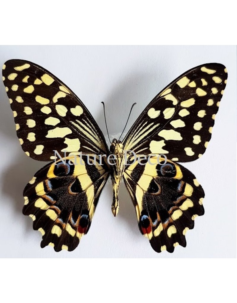 . Unmounted Papilio Demodocus