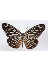 . Unmounted Ideopsis Vulgaris