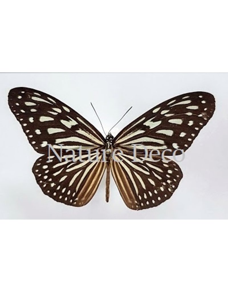 . Unmounted Ideopsis Vulgaris