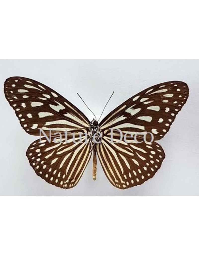 . Unmounted Ideopsis Vulgaris