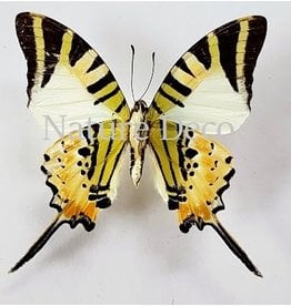 . Unmounted Graphium Antiphates