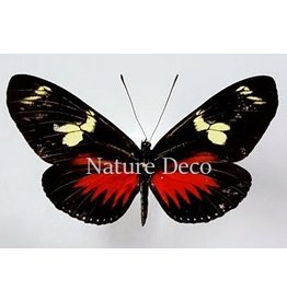 . Unmounted Heliconius Doris Eratonius