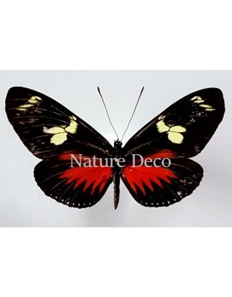 . Ongeprepareerde Heliconius Doris Eratonius (rood)