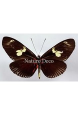 . Unmounted Heliconius Doris Eratonius (red)