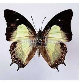 . Unmounted  Polyura Moori