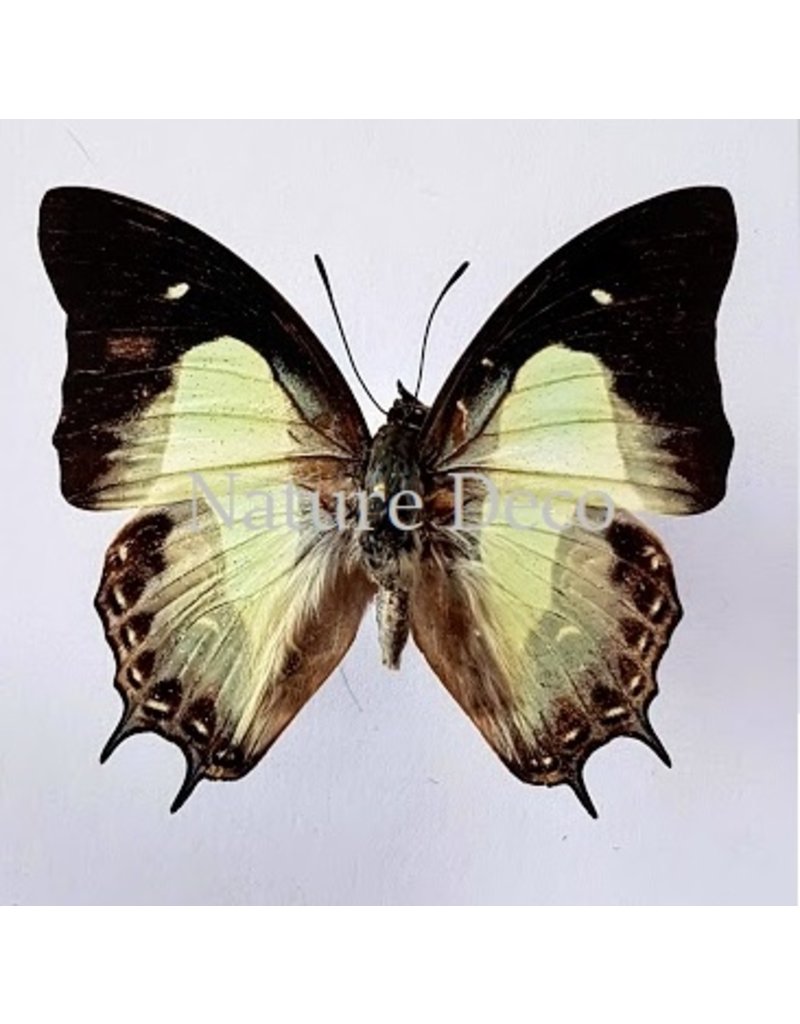 . Unmounted Polyura Moori