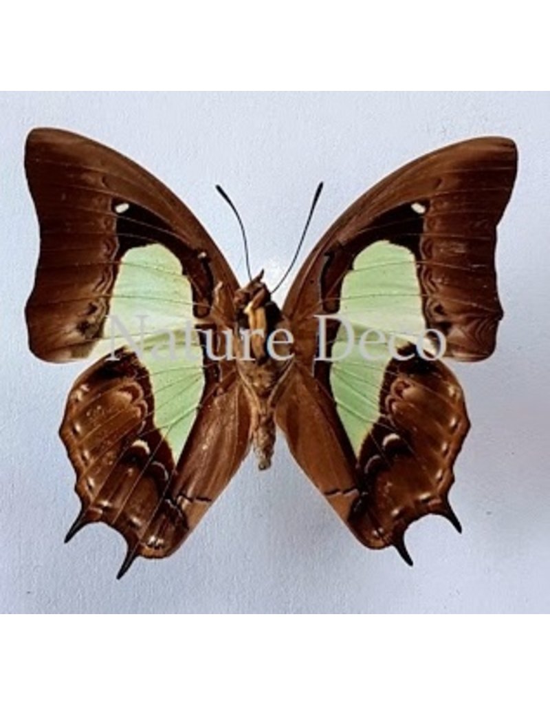 . Unmounted Polyura Moori