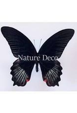 . Unmounted Papilio Rumanzovia