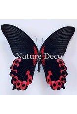 . Ongeprepareerde Papilio Rumanzovia