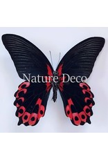 . Unmounted Papilio Rumanzovia