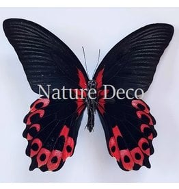 . Ongeprepareerde Papilio Rumanzovia