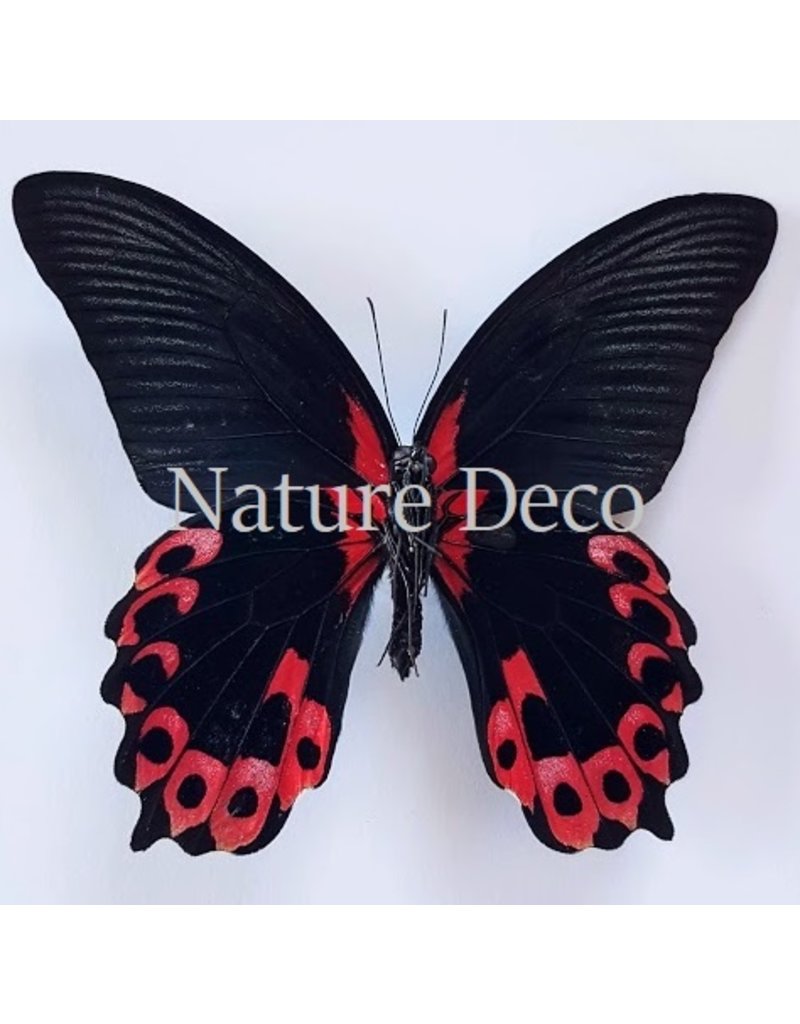 . Unmounted Papilio Rumanzovia