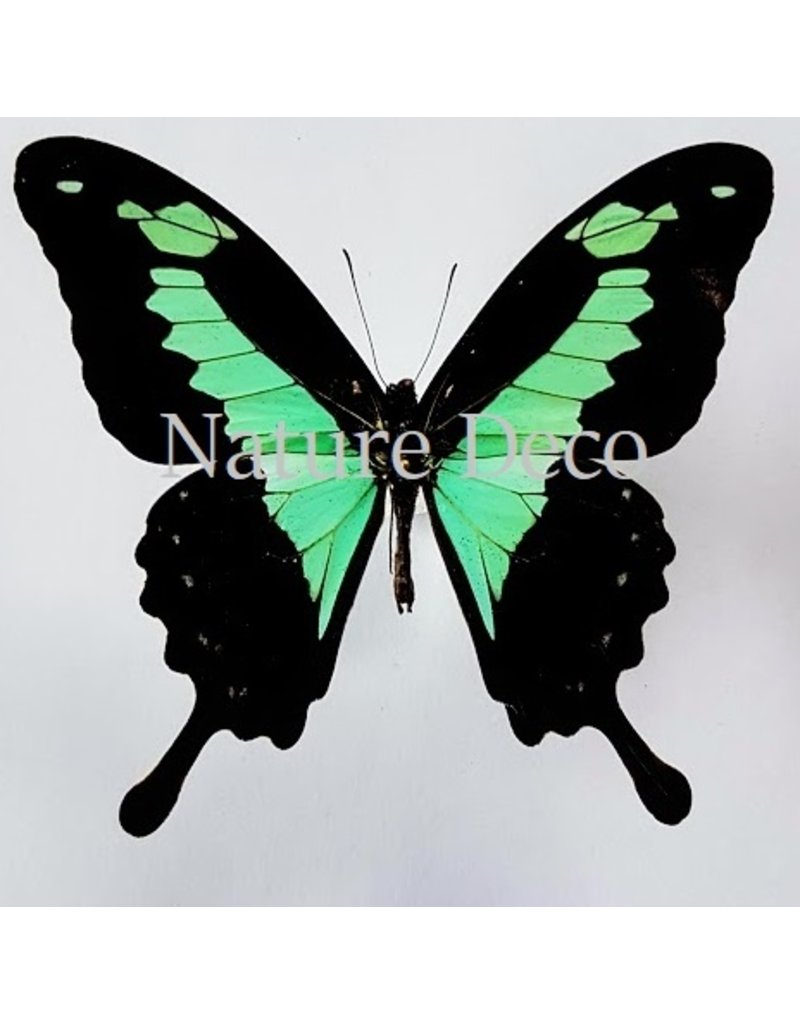 . Unmounted Papilio Phorcas