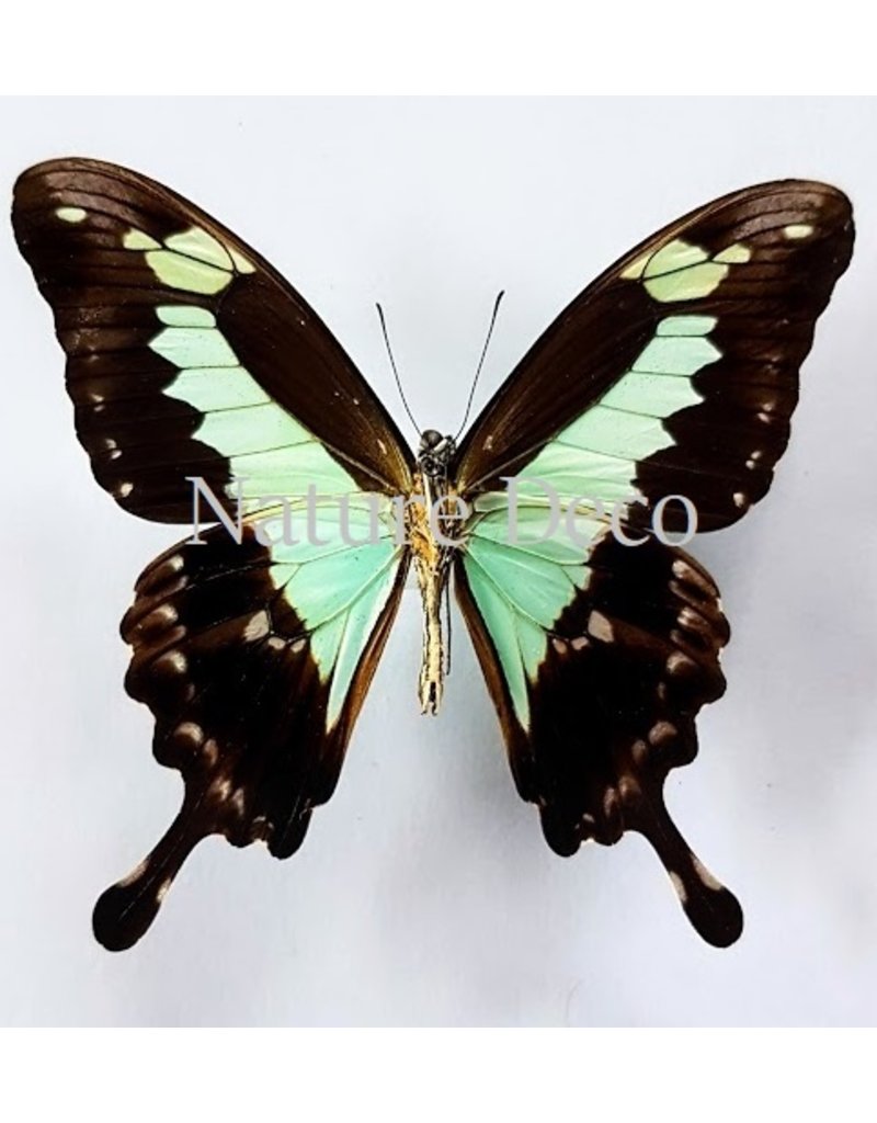 . Unmounted Papilio Phorcas