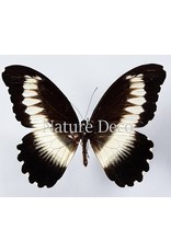 . Unmounted Papilio Mechowianus