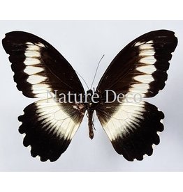 . Unmounted Papilio Mechowianus