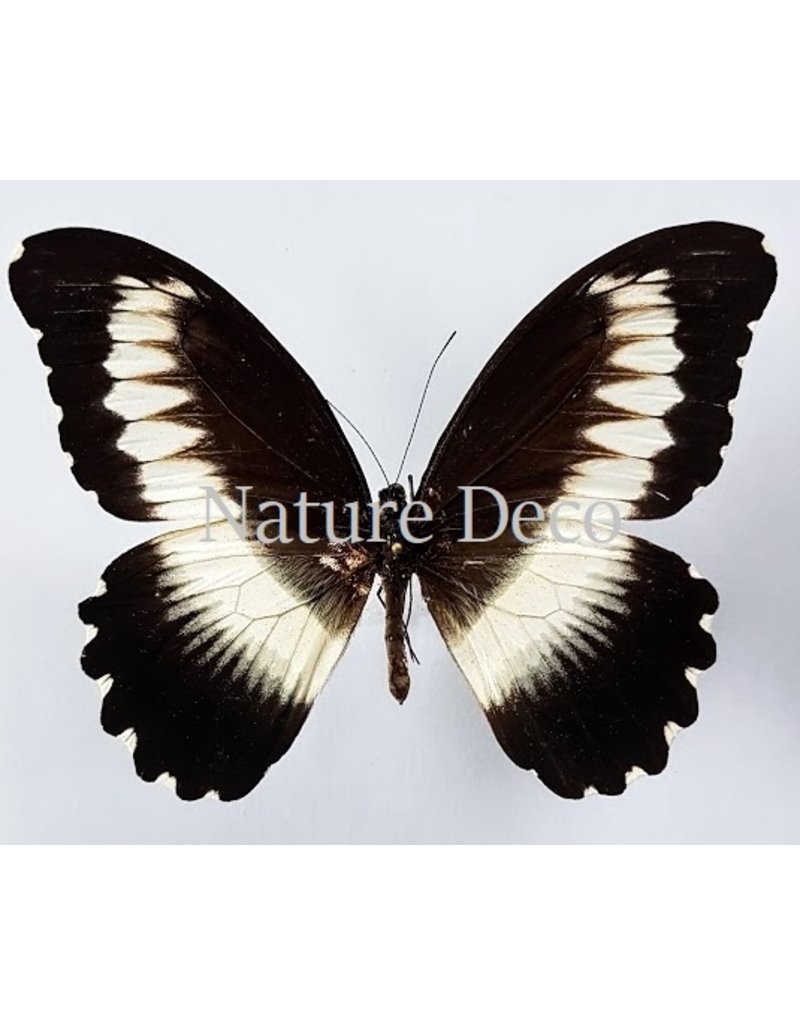 . Unmounted Papilio Mechowianus