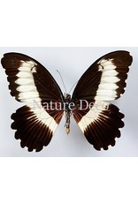 . Unmounted Papilio Mechowianus