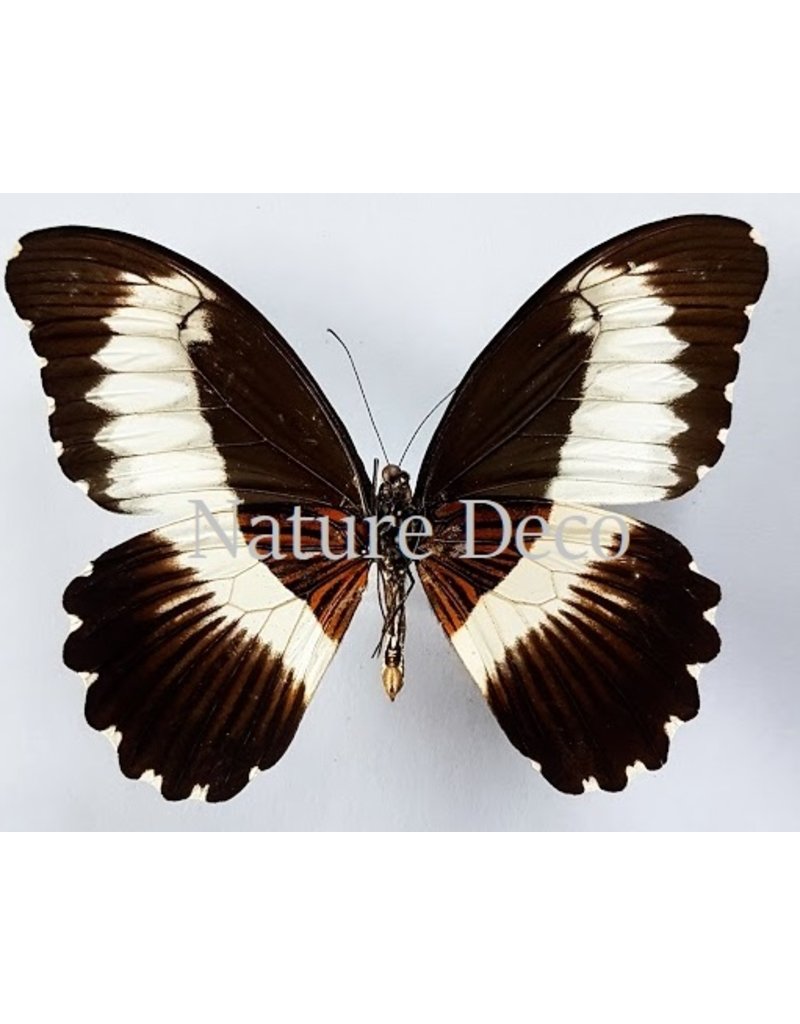 . Unmounted Papilio Mechowianus