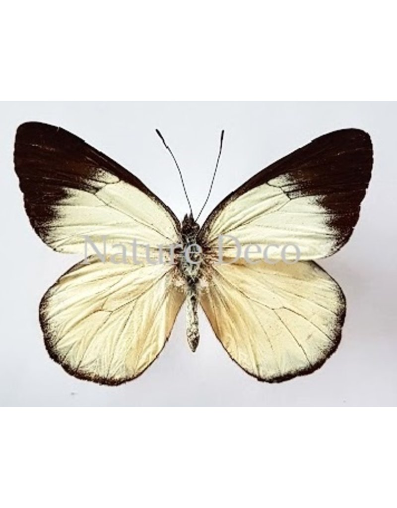 . Unmounted Delias Belisama