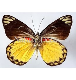 . Unmounted Delias Belisama