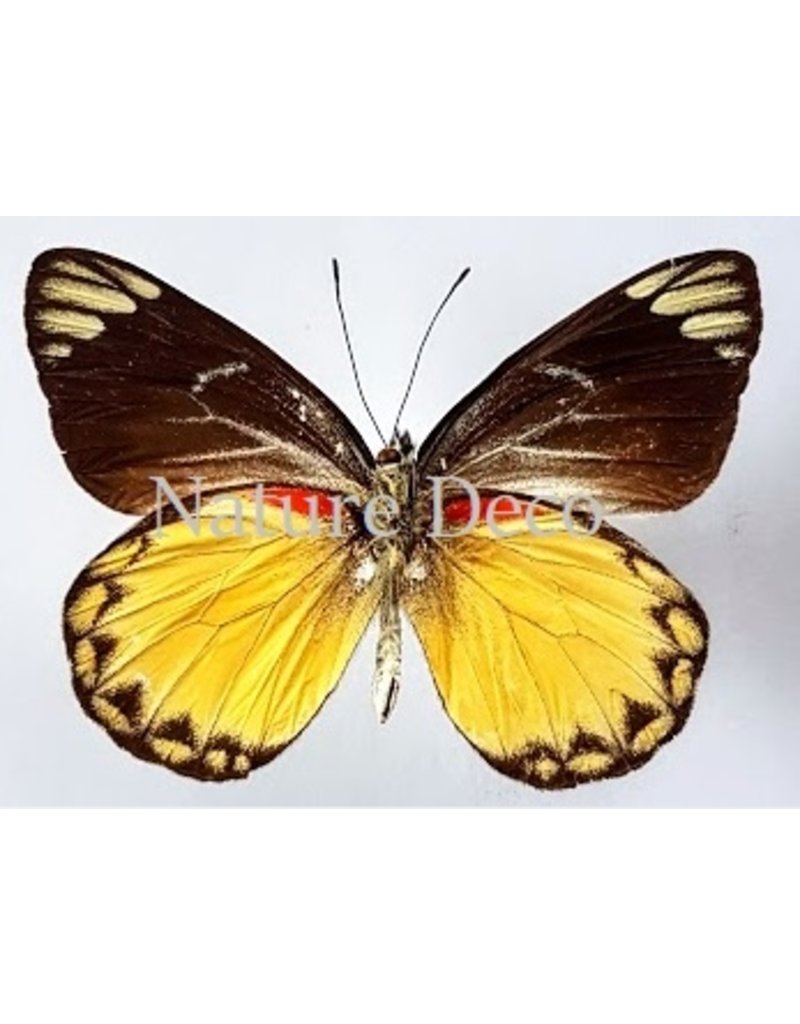 . Unmounted Delias Belisama