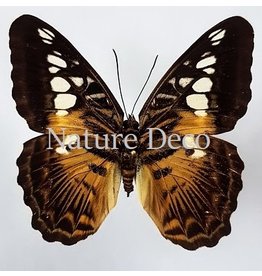 . Ongeprepareerde Parthenos Sylvia