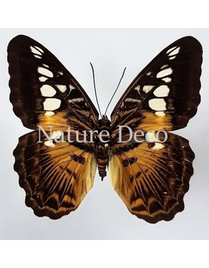 . Unmounted Parthenos Sylvia