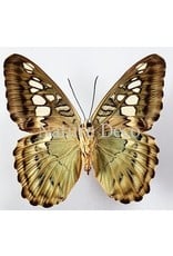 . Unmounted Parthenos Sylvia