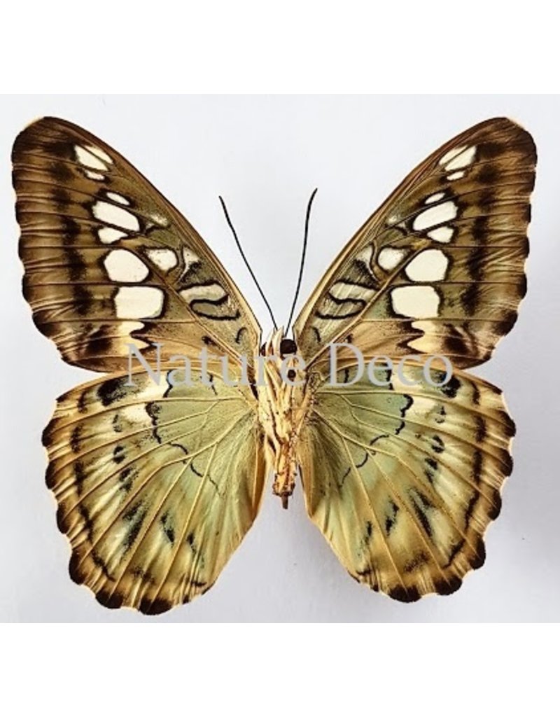 . Unmounted Parthenos Sylvia