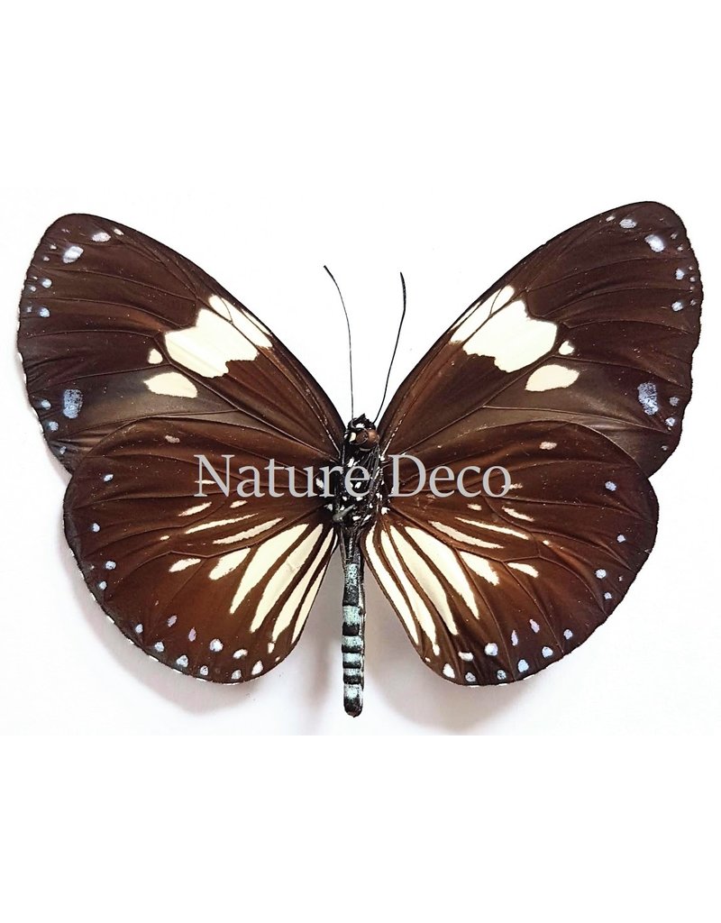 . Unmounted  Euploea Diocletianus