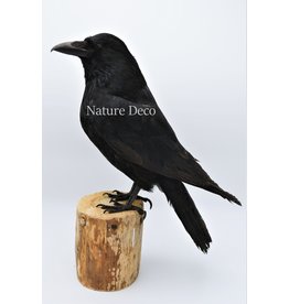 . Mounted Crow